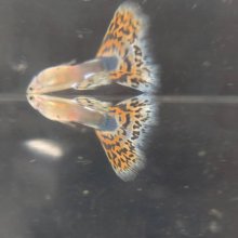 他の写真1: 【動画あり】鈴木氏：サンセットモザイク多色系♂♀サンセットペア+非サンセットモザイク♂１