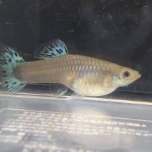 他の写真2: 【動画あり】鈴木氏：サンセットモザイク多色系♂♀サンセットペア+非サンセットモザイク♂１