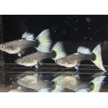 他の写真2: ドイツイエロータキシード ペア