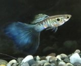 画像: 【動画あり】オールドファッションブルーテール1ペア